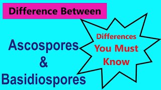 difference between ascospores and basidiospores  class 11 biology  ridhiz daily info [upl. by Nisaj]