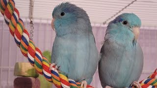 Parrotlet singingtalking [upl. by Gus]