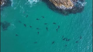 Sharks everywhere Seal Rocks [upl. by Hirasuna448]