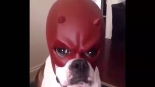 dog with daredevil mask meme v2 no watermark for tiktok [upl. by Shiroma]