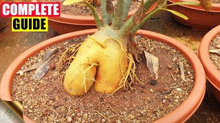 COMPLETE GUIDE TO GROWING ADENIUM – THE DESERT ROSE  CARE TIPS TRICKS SEEDS CAUDEX [upl. by Lou235]