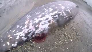 Cuviers Beaked Whale [upl. by Nayk423]