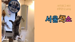 서울캣쇼 큐양 cat [upl. by Annaehs231]