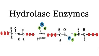 What are Hydrolase Enzymes  MCAT Biochemistry [upl. by Ahsen]