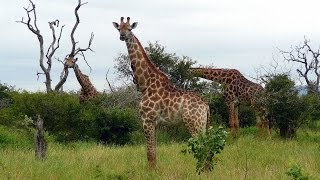 SOUTH AFRICA giraffes Kruger national park hdvideo [upl. by Enileoj]