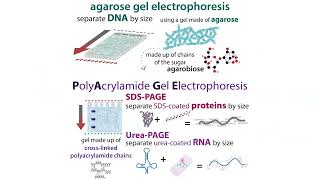 Gel electrophoresis types amp choices agarose vs PAGE  buffer systems denaturing etc [upl. by Anavrin794]