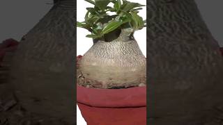 Secrets of Adenium Bonsai Massive Caudex shorts  dotbasecamp [upl. by Euqinorev105]