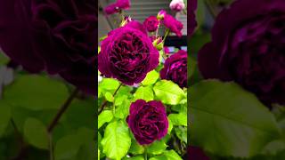 Meroon rose flowers  gardening plants  beautiful fragrance rose gardening shorts satisfying [upl. by Fagen366]