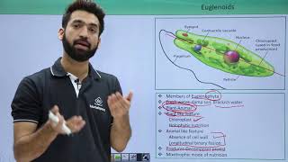 Class 11th – Kingdom Protista – Euglenoids  Biological Classification  Tutorials Point [upl. by Skees958]