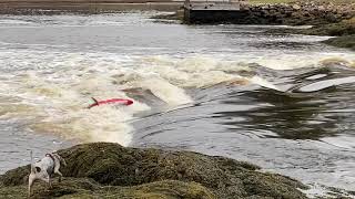 Kayaking the Reversing Falls at Sheepscot Village Maine [upl. by Atokad97]