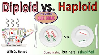 Diploid vs Haploid [upl. by Berliner]