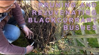 Pruning blackcurrant bushes [upl. by Anigger682]