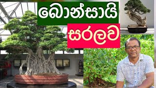 මිල අධික නිසා බයද ලොකු ගානකට විකිණෙන බොන්සායි How to make a Bonsai Tree Ceylon Agri Episode 134 [upl. by Nairrod]