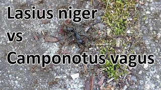 Lasius niger vs Camponotus vagus [upl. by Kragh327]