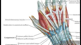 Extensor retinaculum compartments 2 [upl. by Granville]