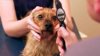 Louis Laratta DVM DACVO measuring dogs eye pressure using the TONOVET tonometer [upl. by Jaquith]