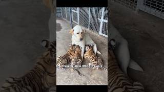 TIGER 🐅🐯 Mother is Dog 🐕🐶🎶 shots animals ytshort [upl. by Sido]