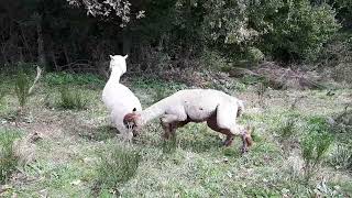 Alpacas de Gredos Alpaca Boys Playfighting Escalates [upl. by Romeyn]