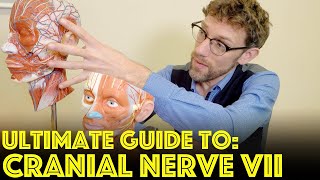 Cranial Nerve VII  The Facial Nerve  Ultimate Guide to Cranial Nerve Examination [upl. by Ajim]