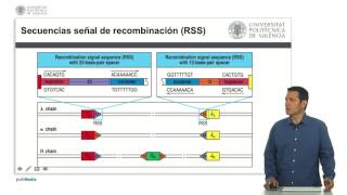 Recombinación VDJ  2325  UPV [upl. by Amarillis867]