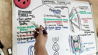 gingival fibers types [upl. by Landrum]