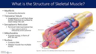 Muscle and Sarcomere Structure [upl. by Onitnas]