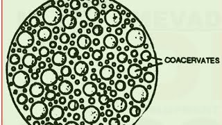 EvolutionOrigin of lifeL5 Protobiontscoacervates and microspheres class12th [upl. by Rambort124]