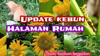 Update kebun Buahbuahan tempatan Berkebun [upl. by Fiorenze748]