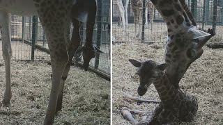 This Giraffe Just Beat April By Giving Birth [upl. by Assyl]