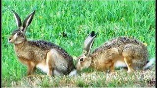 Two young Brown Hares on a picnic [upl. by Okechuku543]