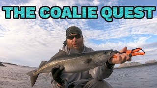 The quest for my PB coalfish [upl. by Chemosh]