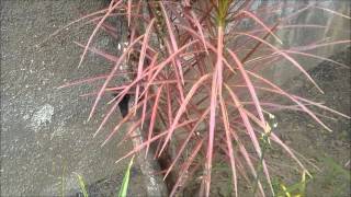 Dracena Marginata Tricolor [upl. by Akinom]