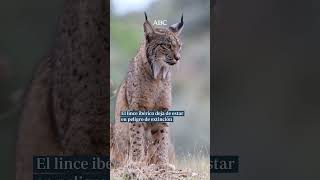 😸 El lince ibérico deja de estar en peligro de extinción 👏 [upl. by Niels]