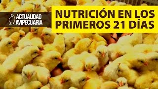 La nutrición en los 21 primeros días del pollo [upl. by Dibri]