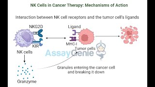 NK Cells Unlocking the Potential of Natural Killer Cells in Cancer Therapy [upl. by Reema]