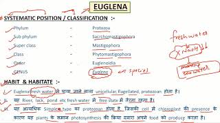 Euglena viridis [upl. by Novad]