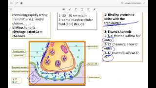 synaptic transmission 3rd y [upl. by Alakcim]