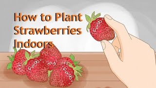 How to Plant Strawberries Indoorsviral shorts youtubeshorts stawberry viralvideo short usa [upl. by Ellga]