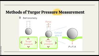 Relationship between Turgor Pressure and Tissue Rigidity [upl. by Macpherson]