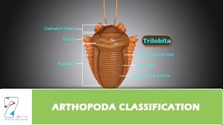 ARTHOPODA CLASSIFICATION [upl. by Orlina220]