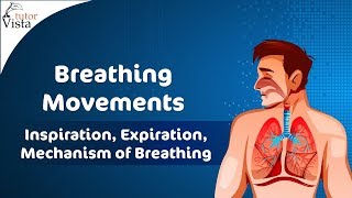 Breathing Movements  Inspiration Expiration Mechanism of Breathing [upl. by Ecnarual]