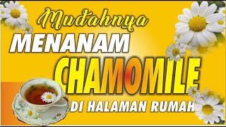 MUDAHNYA MENANAM CHAMOMILE DI RUMAH  BERMAIN TANAH [upl. by Abih]