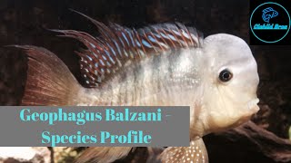 Gynmogeophagus Balzanii  Care Guide amp Species Profile [upl. by Cathi]