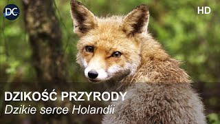 Dzikość przyrody  Dzikie serce Holandii  Film dokumentalny  Film przyrodniczy po polsku  HD [upl. by Odoric]