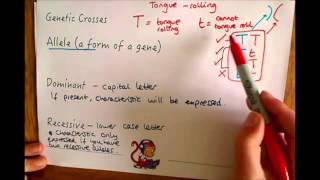 Additional Biology B2 Alleles and Genetic Crosses [upl. by Bottali]