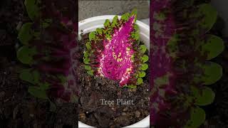 How to grow Coleus plants with leaves [upl. by Fonz431]