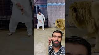 Lion 🦁 lion tiger animals zoo pets youtube [upl. by Rodrigo]