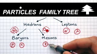 Classification of Particles  A Level Physics [upl. by Marve]