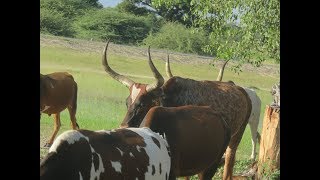 Sacred Cows of Ovawambo [upl. by Barna608]