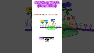 A level Biology Protein synthesis Translation [upl. by Peri]